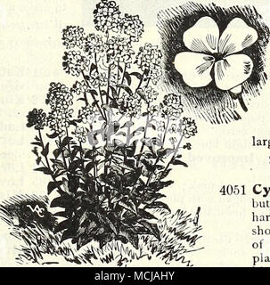 . STEVIA. Süße Rakete. Stokesia Cvanea. Pro PI 4001 Serrata. Gratis-blühenden pi Ameisen, die eine Vielzahl von duftenden rein weißen Blüten; für Sommer oder Winter blühen; weitgehend zum Schneiden STOKESIA verwendet. (Kornblume Aster.) 4051 Cyanea. Das ist nicht neu, sondern ist eine seltene und schöne winterharte Staude, und wurde - in den Farben auf der Abdeckung unserer 1903 Katalog. Die Pflanze wächst über 24 Zoll hoch, jedes Lager von 20' bis 30 stattlichen Lavendel-blau cornfl. ower - wie Blüten, blüht von Juli bis zum Frost. Einer der erlesensten Themen für die Hardy Grenze und unverzichtbar für Cut-ting. Stockfoto