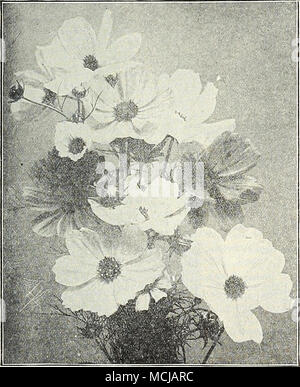 . Mammut Perfektion Kosmos. Pro PCK. 10 10 10 10 5 Mammut Perfektion Kosmos. Eine herrliche Auswahl, L) earing Blumen von mamniolh Größe und perfekte Form, und nach der Zinsgarantie die höchste Entwicklung im Kosmos. Wir bieten Sie in den folgenden Farben: PRO^oz 2081 Crimson. Reiche und Tiefe - lb 2082 Hellrosa â 25 2083 Pure White 25 Eine Packung jede der drei Farben, 25 cts. 2090 Gemischte Mammut Perfektion. 20 2100 große Blüte, Hixed. Eine sehr gute Zugentlastung 15 2091 Zwerg Anfang= Blütezeit "Dawn." Diese Vielfalt kommt in Blüte im Juli, macht Ihre erfolgreiche Cul-Tivation möglich Stockfoto