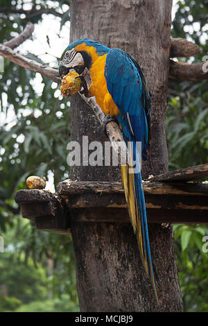 Die blau-gelbe Ara (Ara ararauna), auch bekannt als blau und gold Ara. Venezuela Wildlife Stockfoto