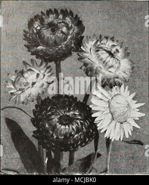 . Gomphrena Helichry Summe - strohblumen QeraniuiU - Pelargonium zonale, Gemischt, 2450. Bauen Sie Ihre eigenen Geranien aus Samen, diey wird fiower erste Jahr wenn Sie früh zuhause gestartet. Sie können sogar eine neue Sorte zu finden. 15 Zoll hoch. Alle Farben. Pkt. 25 ^. GERBERA, Jamesoni Hybriden, 2454. (Transvaal Daisy.) Daisy - wie Blumen, 3 bis 4 Zoll im Durchmesser. Viele Schattierungen von Gelb, Orange und Rot. Pkt. 25.^; große pkt. (100 Samen) 75^. Geum-avens Stauden widi double Rose - wie Blumen blühen durch tlie Sommer. Halb Schatten stehen wird. 18 Zoll. Lady Stratheden, 2459. Doppelzimmer, goldgelbe Blüten. Pk Stockfoto