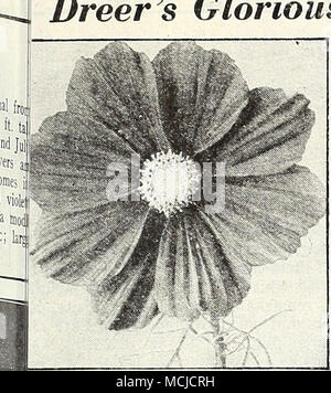 . KW Kosmos Dazzler Cosmos® Ixtra-Early Riesen Sensation Die frühesten des Kosmos blühenden veral Wochen vor allen anderen. Hat; uly herrliche Blüten von außergewöhnlichen ize und künstlerischen gut abgerundete Form. Ein ost herausragende neue Art. 3 bis 4 ft. Ich 037 Crimson. Eine sehr reiche Farbe. | 046 Dazzler. Die gut-gebildet, breit-blättrige Blüten sind ein ap-Läuten tief Amaranth crimson. 038 Pinkie. Eine herrliche Hellrosa. 039 Reinheit. Exquisite weiße Blüten. Alle oben genannten Optionen: Pkt. iSc; große pkt. 30 c;^oz. 60 c Ich. 040 Empfindung vermischt. Enthält alle drei Farben. Pkt. ISc; große pkt. 1 30 c; 14 oz. 60 c sptiii. Früh tun Stockfoto