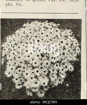 . Brachycome - Swan River Gänseblümchen brachycome® A Swan River Daisy 1521 blauer Stern. Daint}', sternförmige, klare Lavendel Blüten, die die Pflanze den ganzen Sommer lang. 12 Zoll hoch. Pkt. 15 c; große pkt. 40 C. 1530 gemischt. Anmutig, gut gerundet Pflanzen ca. 12 Zoll hoch und bedeckt den ganzen Sommer mit Massen von sternförmigen Blüten in Weiß und Blau. Splendid für Betten, Grenzen und Rock Gardens. Pkt. 15 c; große pkt. 4 Cc. BrOWallia - Amethyst® 1535 Saphir. Kompakte Pflanzen, 9 Zoll hoch, bedeckt mit dunklen Blau, weiß-gemustert Blüten. Blumen-. Pkt. 25 c; große pkt. 60 C. 15. Stockfoto