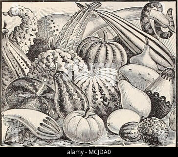 . Dekorative Kürbisse. Die schnell wachsende, interessante jährliche Kletterer, mit Blattwerk und einzigartige geformten Früchte; 15 bis 20 Fuß. (Siehe .) pro Unze pro PKT-2607 Apple-förmigen 25 5 2612 Dipper oder Calabash 25 5 2614 Herkules' Club Club-Form; 4 ft. lang. 25 5 2613 Eiförmig. Obst weiß wie ein Ei. ... 25 5 2616 Orange-shaped{Mock Orange) 25 5 2611 Flasche-förmigen 25 5 2622 der Türke Turban. Rot Gestreift, 25 5 2617 pear-shaped. Gestreift; sehr auffällige 25 5 2615 Luffa (Geschirrspüler Lappen, Schwamm oder Motorhaube Kürbis) ,....' 25 5 2618 Schlange. Wie eine Schlange gestreift; 5 Fuß in der Länge 25 5 2619 Löffel. Eine sehr merkwürdige Var Stockfoto