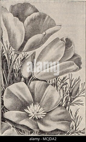 . ESCHSCHOLTZIA CARMINE KlNG. Euphorbia Variegata. Echinocvstis Lobata. (ESCHSCHOLTZIA California Poppy, Gold Cups). Sehr attraktive Jahrbücher für Betten, Bordüren, oder Massen; ausgiebige - Blühende, fein geschnitten. Glaucous Laub; in der Blüte von Juni bis Frost; die Goldene sortiert und die blauen Larkspur oder Kornblume bilden eine schöne Kombination; 1 Fuß. (Siehe .) pro Pck. 2423 Californica. Leuchtend gelb. Oz, 30 cts 5 2424 - Alba. Reines Weiß. Oz, 30 cts 5 2425 - Aurantiaca. Reiche orange. Oz, 30 cts 5 2422 Carmine König. Carmine - Rose auf beiden Seiten der Blütenblätter 15 2431 zierliche Königin. Blasse Koralle - Rosa, leicht Stockfoto