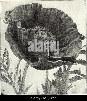 . Oriental Poppy Physalis (Cup-Fiower) weiter zum. Eine charmante Zwerg schleichende alpine Pflanzen, Lager große cremig-weiß, becherförmigen Blüten von Juni bis September; die meisten wünschenswerten Pflanzen für den Steingarten, und ebenso gut bei Erfolg die Grenze. 30 cts. Jedes; $ 3,00 pro dtz.; $ 20,00 pro 100. (OdlOthera Missouriensis Nachtkerze). Großen, gelben Blüten oft 5 Zoll im Durchmesser, pro-hergestellt Frei von Juni bis August. 12 Zoll. Youngi. Helle gelb; 18 Zoll. Speciosa. Große rein weißen Blüten; 18 Zoll. 30 cts. Jedes; $ 2,50 pro dtz.; $ 15.00 pro 100. Pachysandra (Japanische Wolfsmilch) Klemme Stockfoto