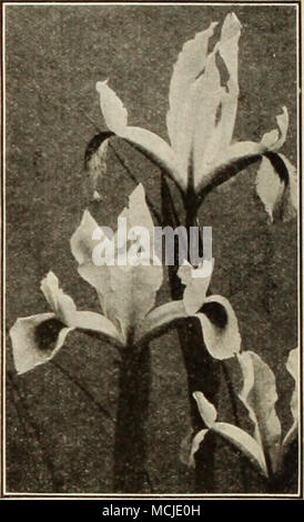 . Dutch Iris Englisch Iris Mischung aus Englisch Iris Diese hardy bauchigen Iris auch in jedem normalen Gartenboden, ist weder zu leicht noch zu schwer tun. Pflanzen Sie sie früh zu sichern, um die besten Ergebnisse für die Zwiebeln etwa 4 cm Tief mit feinen Boden. Sie blühen im Juni und Juli und sind gut für die Anzeige und für das Schneiden. 3 Für 35c, 12 für SI.25;100 für S 8.00. Dutch Iris Sammlungen TIksc gehören die Sieben varielici. 21 Lampen, 3 von jeder Sorte, $ 1,60 42 Glühbirnen, 6 von jeder Sorte, 3,00 84 Glühlampen, 12 von jeder Sorte, 5,50 175 Glühlampen, 25 von jeder Sorte, 10.50 Spanisch Iris - Iris Xiphium a® Bel Stockfoto