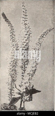 . Veronica Longifolia Subsessilis. Baldrian (angespornt Blume). Coccinea (baldrian). Eine altmodische mehrjährig, Lager zahlreiche auffällige Köpfe von Redd ^h Blüten von Juni bis Oktober; 2 Füße. Â Alba. Eine weiß blühenden Form. Officinalis [Hardy Garten Heliotrop®). Erzeugt auffällige rosa Staats flow ers im Juni und Juli, mit starken Heliotrop Geruch. 15 cts. Jedes; § 1,50 pro dtz.; $ 1000 pro 100. Molène (königskerze). Olympicum. Große silbrig-weißen Blätter und Spitzen der gelben flowess 6 teet hoch. Juli bis September. Phoeniceum, Violett Blumen auf Spikes ich Fuß hoch; sehr schön. Mai-juni. 1. Stockfoto