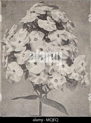 . Neue Hardy Phlox. Edmund Rostrand. DREER in großartigen Hardy Phlox. Unter hardy mehrjährige Pflanzen keine Klasse, ist wichtiger als das Phloxes, gelingt in fast jeder Position und Blütezeit vom frühen Sommer bis spät in den Herbst. Sie verbessern auch von Jahr zu Jahr, benötigen wenig Pflege und eine Reihe von Farben, die nicht in anderen robuste Pflanze findet. Neue und seltene Sorten. Albion. Einer unserer eigenen Einführungen, eine sirong, kräftige Anbauer, Herstellung sehr laige Blütenrispen rein weißen Blüten mit einem schwachen analine rote Augen. B. Comte. Eine glühende rötlich oder Französische Purple, einer der feinsten Hohe colore Stockfoto