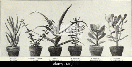 . Aloe arborescens Crassula Tetragona Crassula Arborescens Sedum Dendroideum viel Interesse in den letzten Jahren in indoor Rock Gardens und viele Gerichte getroffen wurde, auf einmal für Farne für tischdekoration verwendet werden, haben in Miniatur Rock gardens, aber ob die Bepflanzung ist auf einem großen oder kleinen umgewandelt worden, die Fleischigen leaved sukkulenten Pflanzen hier besonders nützlich und attraktiv sind für diesen Zweck, die alle von Ihnen blühende mit wenig Sorgfalt in die trockene warme Temperatur unserer modernen Wohnungen. Aus der Vielzahl dieser Klasse von Pflanzen bekannt, wir haben die sechs Sorten ausgewählt h Stockfoto