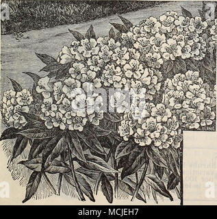 . Rhododendren, Spirjea Anthony Waterer. Ein wertvolles und verschiedene Sorten; Farbe hell Crimson; es ist der Zwerg, dichter Wuchs, nie mehr als 24 cm in der Höhe, und eine üppig blühende Pflanze, die in der Blüte den ganzen Sommer und Herbst. - ArgfUta. Die besten sehr frühe Blüte weiß Fabrikantenvilla, der Zwerg sich Gewohnheit. - Billarclii. Stark wachsende, rosa blühenden. Alba. Eine weiß blühende Form der oben genannten. - Callosa alha. Niedrig, Zwerg Wachstum; während. - Doug 'lasii. Produziert spikes der Schönen rosaroten Blüten im Juli und August. - Prunifolia {Bridal HWat/i). Blumen Doppelt, weiß und reichlich vorhanden. - Reeve Stockfoto