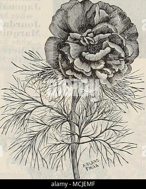 . PiEONIA TeNUIFOLIA. Doppel Staudenpäonien. Die Krautigen PLconies sind äußerst robust und wird in jedem normalen Gartenboden gelingt, gut mit guter Dünger angereichert. Während der Sommermonate Mulchen ist vorteilhaft zu den Wurzeln, vor allem auf trockenen Böden. (Siehe .) Wir bieten ein herrliches Sortiment in zwölf Sorten, nämlich: Agida. Leuchtendes Rot; Sehr reichblühend. Caroline Allain. Schöne Blush, mit Schwefel und weissen Spitzen. Durch de Cazes. Anemone gebildet, helle rote mit Lachs. Dr. Boisduval. Helle rose. Festiva Alba. Reines Weiß. Mnie. Firard. Fein hell-rosa. Min. Stockfoto