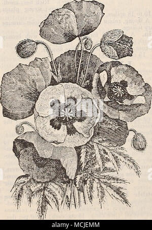 . Okientale Mohnblumen, winterharte Orchideen. Es gibt Reichtum an Schönheit in dieser wenig kultiviert Klasse von Pflanzen. Alle Sorten, die wir nachstehende Zitat Ziemlich winterhart sind, Calopog-Oll pulchelluS {Gras Fink). Hell-Rosa, duftenden Blumen. Cypripertiuni acaule {Frauenschuh). Breiten, ovalen Blätter, und protzig, hell-rosa, leichter - Geädert, neugierig-geformte Blüten. - Parvifloruni (Slipper kleine Yellozu Lady's). Hell-gelb. - Pubescens (Ydlnu Frauenschuh). Große, auffällige, hell-gelb. - Spectabile (Moccasiu-Llower oder Slnmy Frauenschuh). Cluster der schön geformten weißen und rosa Blüten. 5{) cts. ea Stockfoto