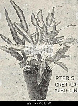 . PTERIS CRETICA'': â â ALBO-LINEATA'* Lomaria Ciliata. Ein Zwerg Baumfarn. 15 cts. Lygodium Dichotomum. Eine kletternde Arten, mit großen, schweren pinnse. 15 cts. Â Japonicum. Einen schönen japanischen klettern Farn. 15 cts. Â Scaudens. Eine kletternde Vielfalt mit Licht" grünes Laub. 15 cts. * Miorolepia Cristatit Hirta. Ein äußerst nützliches dekorative Farn, wunderschön Crested. 15 cts. und 25 cts. Â Hispida. Eine anmutige Zwerg - wachsende Vielfalt. 15 cts. * Nephrolepis Cordata Compacta. Eine wünschenswerte Zwerg - wachsende Schwert Farn. 15 C. * ÂExaltata Bostoniensis {" Die Boston Farn,"). Junge Pflanzen, 15 cts. Speci - Männer Stockfoto