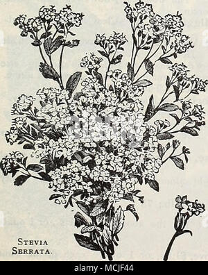 . Stevia Serrata 5 S" - Süße Rakete. STOKESIA. (Kornblume Aster.) PRO PCK. 4051 Cyanea. Das ist nicht neu, sondern ist eine seltene und schöne Hardy peren - Nial, und war in den Farben auf der Abdeckung unserer 1903 Katalog. Die Pflanze wächst über 24 Zoll hoch, jeder Bär-ing vom 20. bis 30 Hand - einige Lavendel-blau Mais - Blume - wie Blüten; in der Blüte von Julv bis Frost. Einer der erlesensten Hauptfächern für die Hardy bor-der und unverzichtbar für das Schneiden. (Siehe .) | oz., 30 cts, 10 Stockfoto