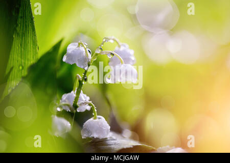 Wald Blumen - weiße Lilien auf das Tal in Tau. Stockfoto