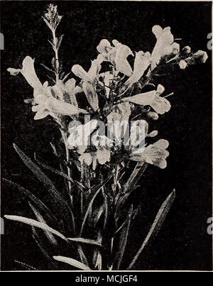 . I^uuuie Pfingstrose Phlox maculata canadensis Pentstemon heterophyllus, Blau Gem wunderschöne Doppel Päonien Pfingstrosen unverzichtbar sind. Sie bringen den Frühling Garten Massen von großen auffälligen Blüten auf starken Stielen durchgeführt. Die Ziffern hinter den Namen sind die offiziellen Bewertungen. 3-4 ft. 17-436 Lawine (8,7). Einer der besten weißen Pfingstrosen. Spät und eine reich blühende Pflanze. Eine sehr feine Schnittblume. 17-641 Edulis Superba (7.6). Eine herrliche frühen Pink wertvoll für Garten Anzeige und Schneiden. 17-438 Felix Crousse (8.4). Eine späte Mitte der Saison rote Pfingstrose, sicher zu blühen. Öffnet immer gut, 17-439 Festi Stockfoto