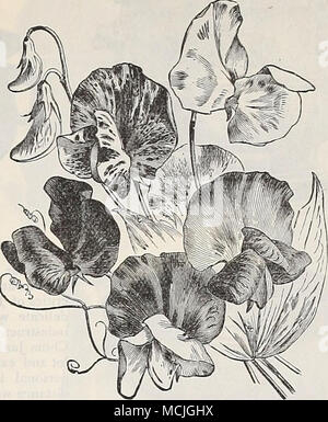 . Süße PeasâEckford's. Zuckererbsen. Für die frühe Blüte Wir beraten im Herbst einpflanzen; Leistungsbeschreibung über die Ende Oktober in diesem Breitengrad. Die folgenden Sorten haben die Erlesensten von eckford der Große blühende Sorten: Pro pro Unze. PKT. Â Apple Blossom. Apple Blossom Pink 15 5 Blanche Burpee austauschen. Größte weiß 15 5 â Blanche Fähre. Rosa und Weiß 15 5 â" "Extra früh 15 5 - Rot Schönheit. Feinste Rosa 15 5 - Schmetterling. Weiß umrandete Lavendel 15 5 Kapitän der Blues. Helles Violett Blau 15 5 - Astro. Klar lavendel Blau 25 10 - Gräfin von Radnor. Zarten Lavendel.. 15 5 â Krone Jewrel. W Stockfoto