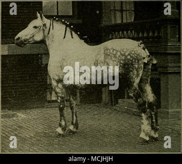 . Fercheron Mare. Die PERCHERON PFERD. Diese Rasse hat seinen Namen irom der Bezirk LaPerche in Frankreich, das ist das wichtigste Zentrum der Pferdezucht in diesem Land. Die Rasse ursprünglich abgeleitet die Größe und das Gewicht von den alten schwarzen Pferd Rasse von Flandern, und sein Stil und Qualität von vererbern der Orientalischen Rassen. In den frühen Tagen der Percheron Rasse wurde für Hack und bus Arbeit benutzt, und war von geeigneten Typ und Körperbau zu diesem Zweck. Mehr Gewicht und größere Knochen haben durch den Einsatz der schweren Zug Hengste der einen oder anderen mehrere Rassen dieser Art in Franken angehoben entwickelt. Stockfoto