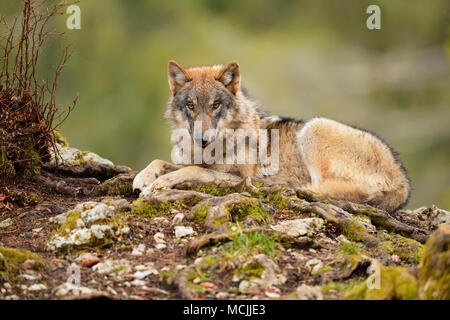 Eurasischen Wolf (Canis lupus Lupus) sitzen, Captive, Kanton Waadt, Schweiz Stockfoto