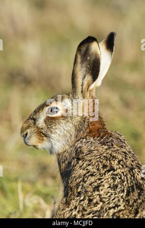 Junge europäische Hare (Lepus europaeus), Tier Portrait, Nationalpark Neusiedler See, Burgenland, Österreich Stockfoto