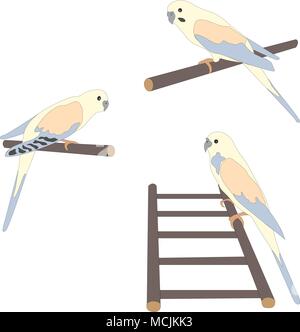 Satz von drei niedlichen Papageien Vögel auf Zweig und Leiter. Flache Vector Illustration Stock Vektor