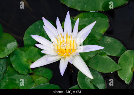 Nymphaea "aubenyana' ist eine tropische Lily. Es ist hellblau Blütenblätter und grünen Flächen. Stockfoto