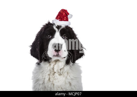 Kopf geschossen von Schwarzen und Weißen Landseer Welpe Hund tragen kleine Süße Weihnachten hat, während sie in die Kamera auf weißem Hintergrund suchen Stockfoto