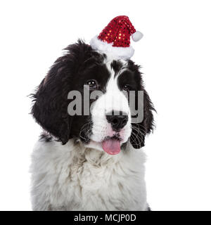 Kopf geschossen von Schwarzen und Weißen Landseer Welpe Hund tragen kleine Süße Weihnachten hat, während Sie auf der Suche und Kleben mit herausgestreckter Zunge Stockfoto