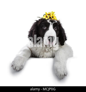 Schwarze und weiße Landseer Welpe Hund zur Festlegung und tragen Strohhut mit gefälschten Sonnenblumen, während in der Kamera auf weißem Hintergrund suchen Stockfoto