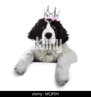 Schwarze und weiße Landseer Welpe Hund zur Festlegung und eine Krone trägt, während in der Kamera auf weißem Hintergrund suchen Stockfoto