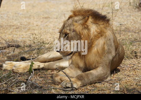 Liegende Männliche Löwe in Tansania/Afrika Safari Stockfoto