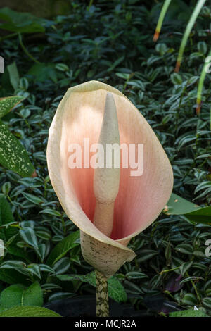 Voodoo Lilie: Amorphophallus bulbifer. Stockfoto