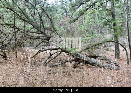 Gefallenen Baum im Wald durch starke Winde verursacht Stockfoto