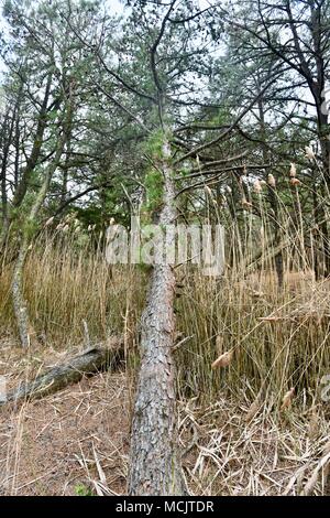 Gefallenen Baum im Wald durch starke Winde verursacht Stockfoto