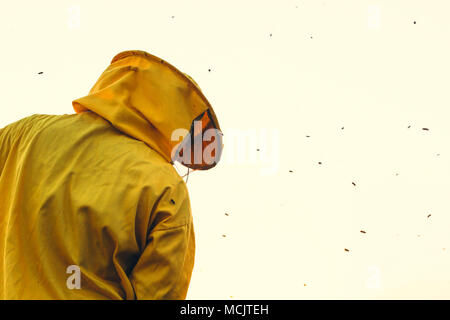 Imker in den Sonnenuntergang mit Bienen um ihn herumschwirren umgeben Stockfoto