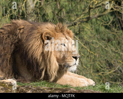 Seitliche Nahaufnahme des ruhenden männlichen asiatischen Löwen (Panthera leo persica) isoliert im Freien, in der Sonne liegend, vorausstarrend, Cotswold Wildlife Park, Großbritannien. Stockfoto