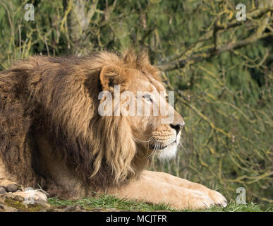 Seitenansicht Nahaufnahme eines ruhenden männlichen asiatischen Löwen (Panthera leo persica) in Gefangenschaft, isoliert im Freien, in der Sonne liegend, vorausstarrend. Wildtiere. Stockfoto
