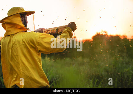 Imker in den Sonnenuntergang mit Bienen um ihn herumschwirren umgeben Stockfoto