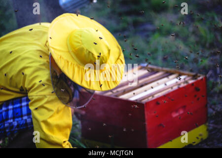 Artsy Schüsse der Imker (apiarist) in gelber Schutzkleidung, mit vielen Bienen umgeben Stockfoto
