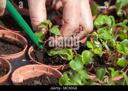 Malerische Nahaufnahme eines Gärtners Blumenerde auf einer plug-Anlage. Die Pflanzen in dem Bild sind Fleißiges Lieschen Jigsaw. Stockfoto