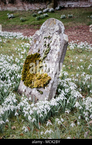 Der frühe Frühling Schneeglöckchen rund um den Kirchhof und im Welford Park in Berkshire. Stockfoto