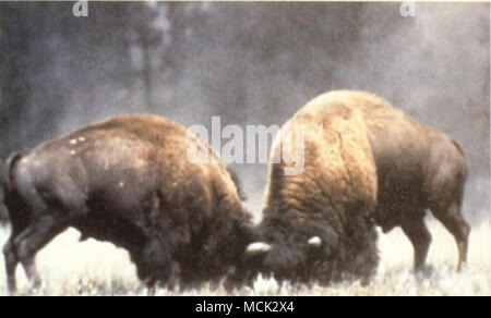 . Bull bison kämpfen. Tal, und Lamar Valley sind geeignete Lebensräume für saisonal große Bisonherden. Die National Park Service ist derzeit die Einleitung Forschung die ökologische Tragfähigkeit im Park zu studieren. Aber, Herden von jeder Größe selten viel Zeit an einem Ort verbringen. Da einzelne Bison neigen, auf große Mengen minderwertiges Futter zu leben, bisonherden sind ständig in Bewegung, Fütterung von einem Standort zum Nächsten. Sie wird sich bemühen, die höhere Qualität Futter, aber diese Quellen sind in der Regel nur kurzfristig zur Verfügung, saisonabhängig. Trotz ihrer Größe und seemingl Stockfoto
