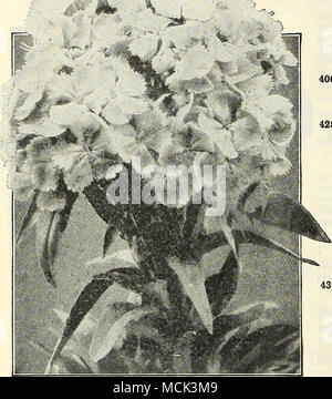 . Stokesia v-"., v.. " ^..^., perpkt. 4051 Cyanea. Das ist nicht neu, sondern ist eine seltene und schöne winterharte Stauden. Die Pflanze wächst über 24 Zoll hoch, jedes Lager vom 20. bis 30 stattlichen Lavendel-blau Mais - Blume - wie Blüten, blüht von Juli bis zum Frost. Einer der erlesensten Themen für hardy Grenz- und Ist- pensable zum Schneiden von $ 0 10 4060 Cyanea gemischt. Mit einer Reihe von Farben 15 Süße Rakete (Hesperls) 4280 altmodischen Garten pflanzen; auch als Dame der Rakete und Dame ist Violett bekannt; wächst Von 2 bis 3 Meter hoch und trägt Stacheln des auffälligen weißen, lila und violett duftenden Blumen. Pe Stockfoto