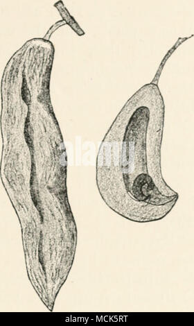 Die Eizellen werden Verkümmert, während der Rest der Blume hypertrophisierten ist. Ähnlich witli Blumen von Cowberry verformt Ity ExohamUvm. 2. Hypertrophie.-^ Lany para-sitic Pilze verursachen anormale vergrößern- oder andere Missbildungen der Pflanzen, die Sie angreifen. Der einfachste Fall der Hypertrophie ist in der Vergrößerung einer Uni gesehen - zellulare Pflanze als Ergebnis einer endophytische Parasiten, z. b. Pilobolus Kleinii mit Flcofrachdus. Das gleiche Beispiel wird auch tlu - einfachster Fall einer Abschürfung, verursacht durch eine Pflanze, und distin- kungen durch den Namen "Pilz - Galle" oder Mycocecidia, von Zooce-c Stockfoto