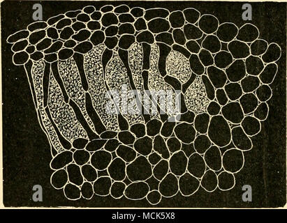 . Abb. Z 2-2. âAnabaena cyniddirum. Abschnitt einer Cycad-Root, wie in Fliegen. 321 A, und in dem Zustand, in die oberen Querlenker Abschnitt B der Abbildung dargestellt. Der Iro. s (OC-Filamente Masse den interzellulären Räumen und führen zu Änderungen in der Form und das Wachstum der benachbarten Zellen, wie gezeigt, (v. Tubeuf del.) später auf andere Branchen, die von der TAP-root entstehen und sich über die Oberfläche des Bodens ergeben. Es ist in diesen Gegabelte Äste, die Nostoc macht seinen Weg und verursacht die folgenden charakteristischen Veränderung in ihrer Struktur. Eine Schicht von Parenchym, die in normalen Wurzeln nicht von t unterscheiden Stockfoto