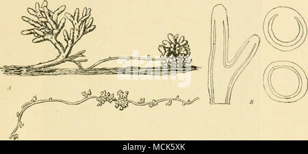 . Abb. Z-ll-Anabacna fi/radearum. A, Coml Oberfläche - Wurzeln der Ci/kann. li, Tniiis-Vers und Längsprofile eines; Die doppelte Linie zeigt die Verteilung der Aox^ oo. (V. Tubenf del.) vollständig siiut in. In diesem Zustand ist absululcly De ist - Hängend auf Nahrung aus der Host-Zellen abgeleitet, und scheint zu gedeihen. Xo nach außen Symptome der Krankheit auf Giamera mit geschlossenen Nostoc, der lokalen Zerstörung der Zelle - Inhalt, der Verlust von Stärke beobachtet werden kann, und die Auffüllung der Gewebe mit Filamente von Nostoc in scheinbar n&lt;"-Effekt. Die Arten der Gunnera hav Stockfoto