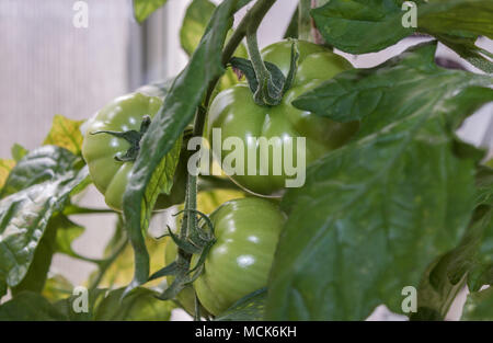 Ein Cluster von großen, grünen beefsteak Tomaten hängen von einer Tomate Rebe in einem Gewächshaus im Sommer wachsen. Stockfoto