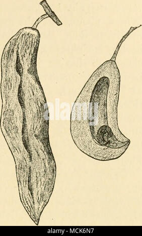 Die Eizellen werden Verkümmert, während der Rest der Blume hypertrophisierten ist. Ähnlich witli fiowers der Ijy Exohasidiain cowberry verformt. 2. Hypertrophie.-Alany para-sitic Pilze verursachen anormale vergrößern- oder andere Missbildungen der Pflanzen, die Sie angreifen. Der einfachste Fall der Hypertrophie ist in der Vergrößerung einer Uni gesehen - zellulare Pflanze als Ergebnis einer endophytische Parasiten, ejj. Pi/oho/i/s Kh'inii mit Plcufmclirhis. Das gleiche Beispiel ist auch der einfachste Fall einer Abschürfung, verursacht durch eine Pflanze, und distin- kungen durch den Namen "Pilz - Galle" oder Mycocecidia, von Zooc Stockfoto