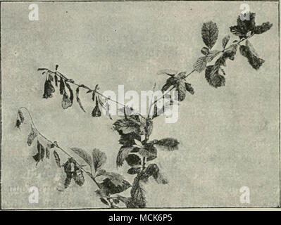 . Abb. lil.} 1 'iI' - Ii:. s cuurra (â â¢ Scl. Fucl - Diana). Zweig der Prv. nus triloba mit zwei disuased schießt, verdorrte und tot. (V. Tubeuf phot.) Das Vorhandensein von Botrytis und verwandte Formen auf der Rebe ist die Ursache einer Krankheit von großer wirtschaftlicher Bedeutung, da schwere Schäden durch Fäulnis der Trauben und die schädigenden Auswirkungen auf den "am meisten." ein Verfall der Kartoffel - Anlage ist nach den Angaben von Sklerotien bilden innerhalb der Stämme verursacht werden, und auch l^y eine Botrytu entstehen kann? Smith'* hat herausgefunden ähnliche Sklerotien, die er schreibt Peziza postuma Berk und Wil. iH. M., Annalen o Stockfoto