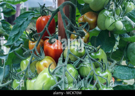 Cluster von 'Julia' Sorte Tomaten, in verschiedenen Stadien der Reifezeit, hängen von einem Verstemmt tomate Rebe in einem Hinterhof essen Garten Anfang September. Stockfoto